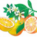 Peelingové mýdlo Grep & Pomeranč